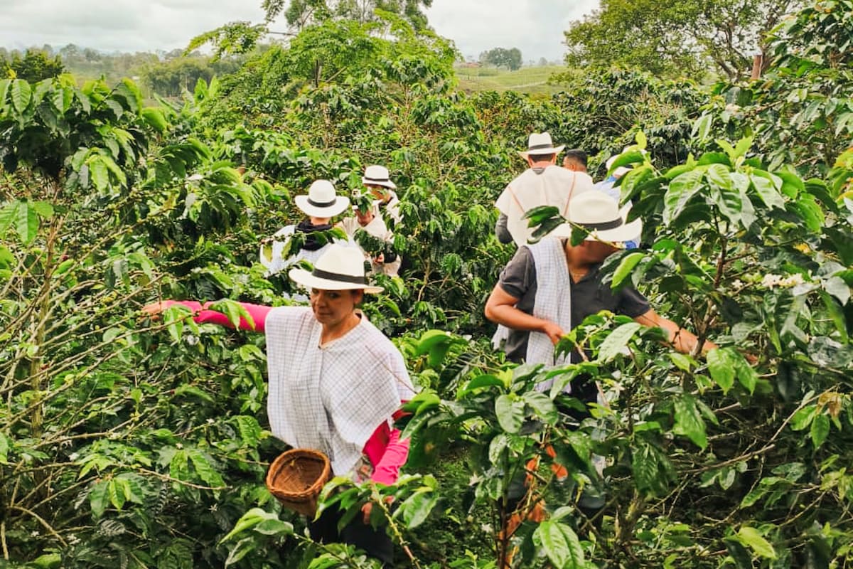 Experience the coffee tradition surrounded by nature