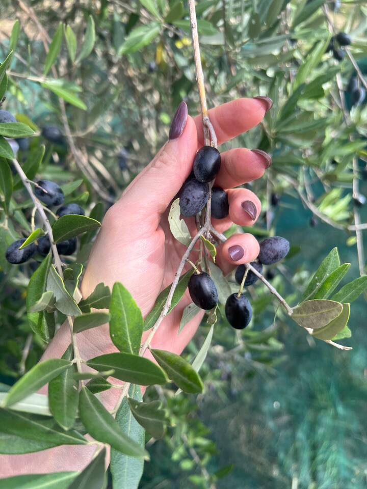 Ново масло, от полето до масата