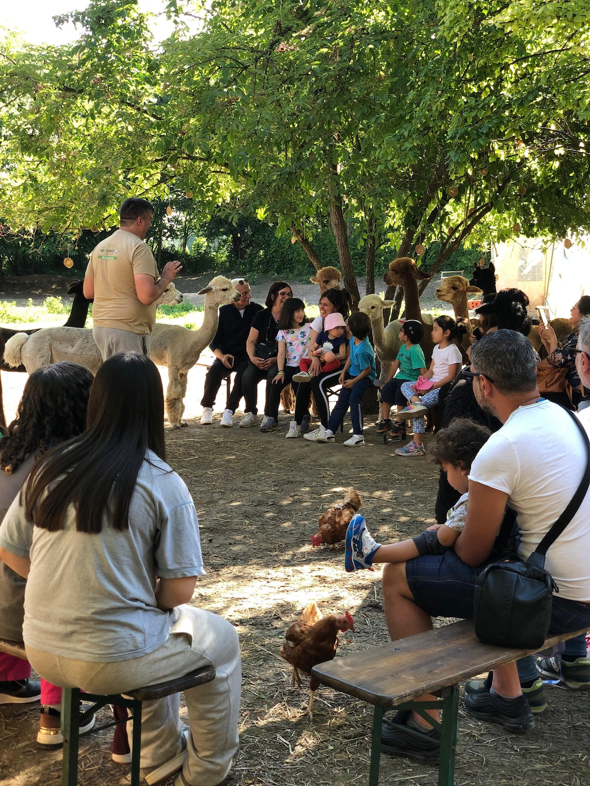 Meet the Alpacas at the Turin Farm