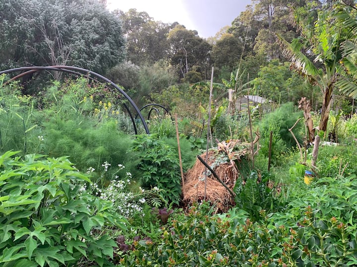 Sodininkystė ir permakultūra Pura Vida ūkyje