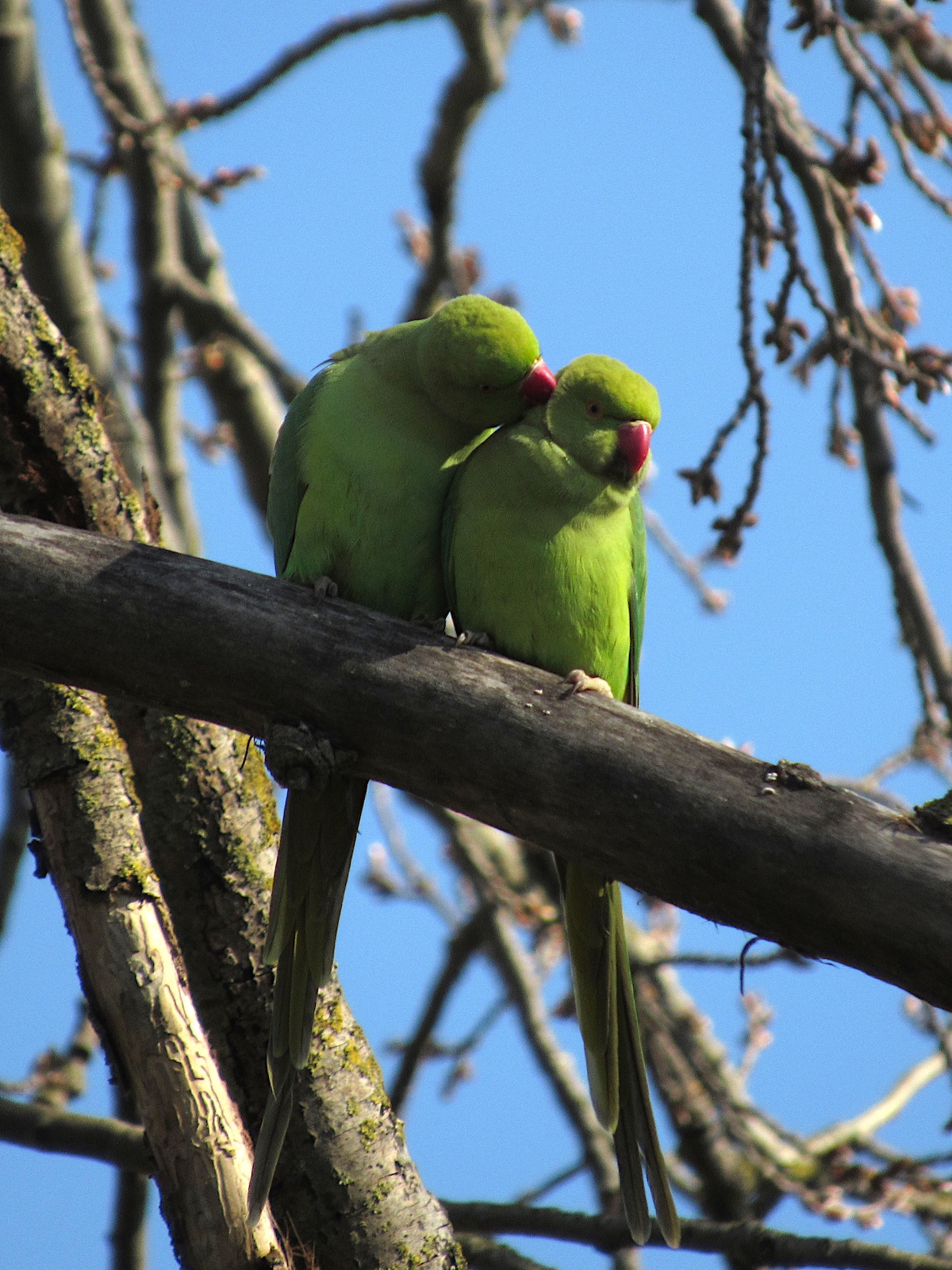 Birdwatching in the Parks of Ferrara