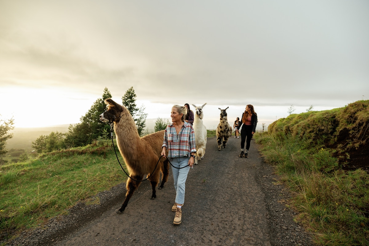 Llama Sunset Hike along the slopes of Haleakala