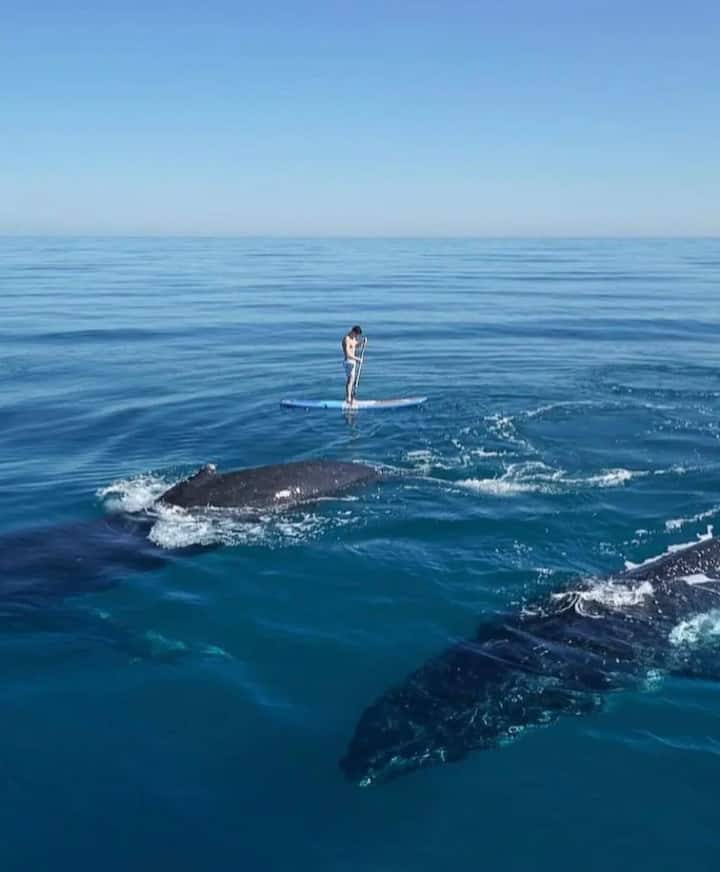კაიაკინგი დელფინებთან ერთად კეიპტაუნში