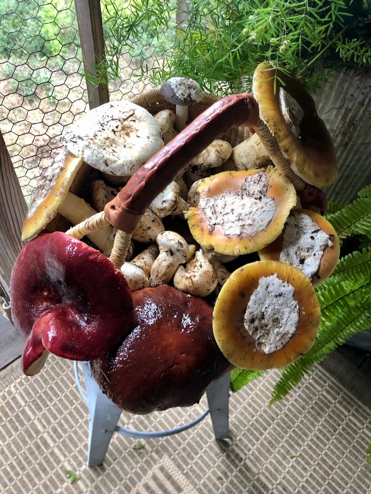 Exclusive Foraging Tours on Private Land