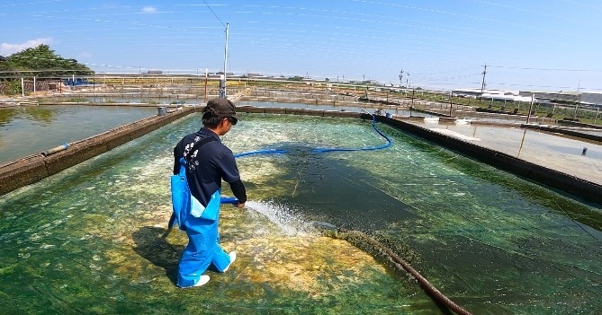 Learn about the healing Japanese goldfish in Yatomi