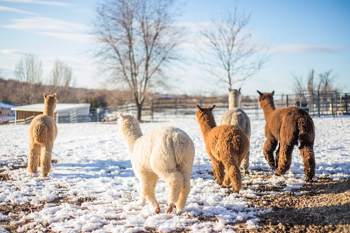 Alpaca Meet & Greet · ☆5.0