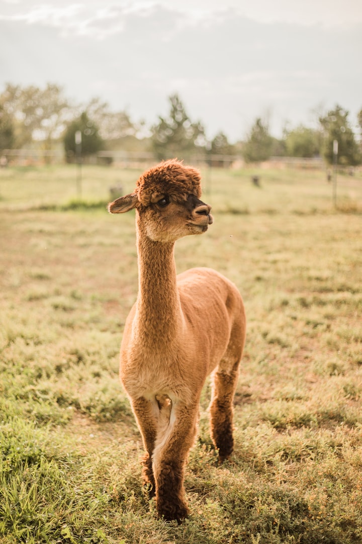 Alpaca Meet & Greet · ☆5.0