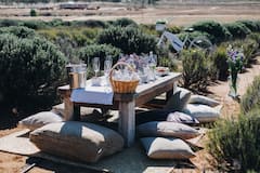 Picnic y Degustación Privada en Campo de Lavanda