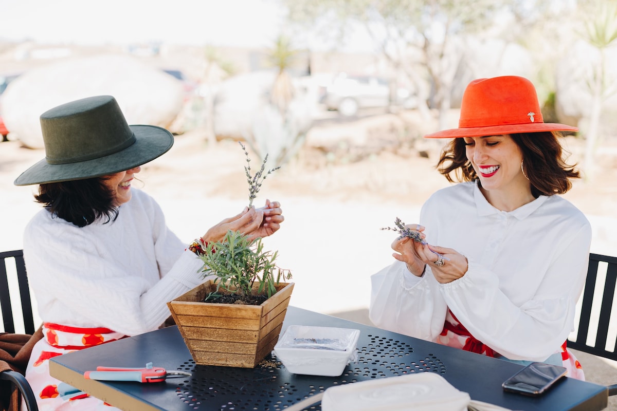 Lavender Experience: Cultivation, Uses, and Appetizers