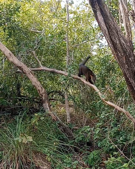 Forest Bathing Therapeutic Trail