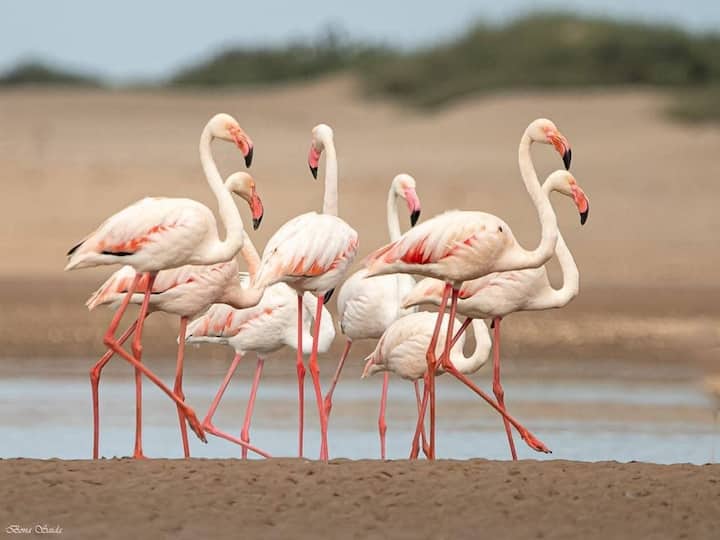 Скрити птици в Мароко – обиколка с експерт