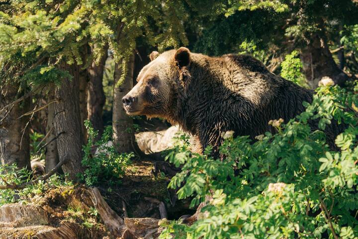 Обиколка на Ванкувър: планината Граус и остров Гранвил
