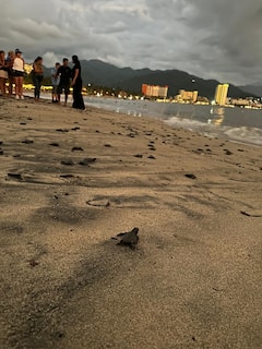 在瓦亚尔塔的夕阳下放生海龟