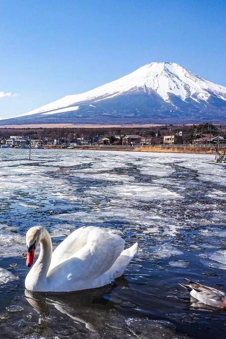 Two Lakes, One Fuji: Go Solo & Transfer fr Tokyo