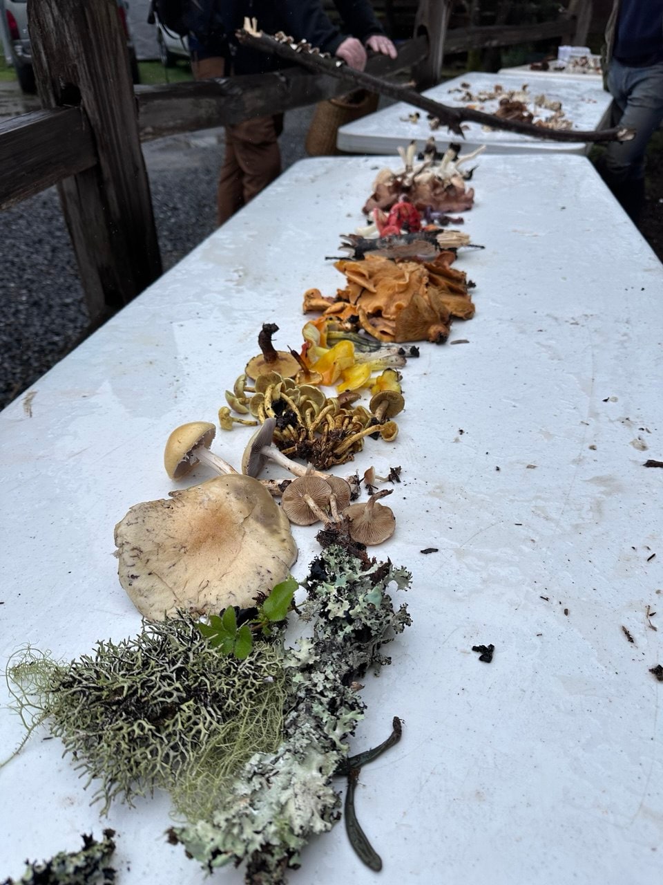 Forage fungi with a mycologist