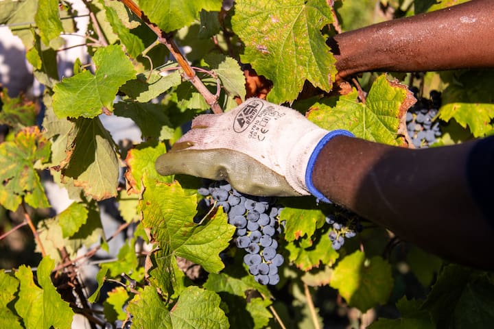 Degustim i 5 verërave në Tenuta Moriano