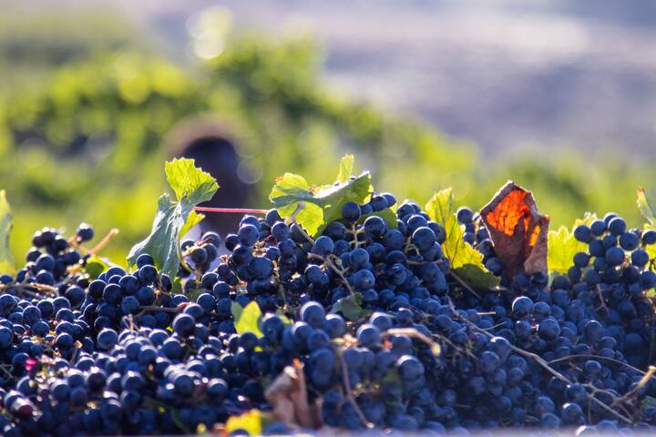 Degustim i 5 verërave në Tenuta Moriano