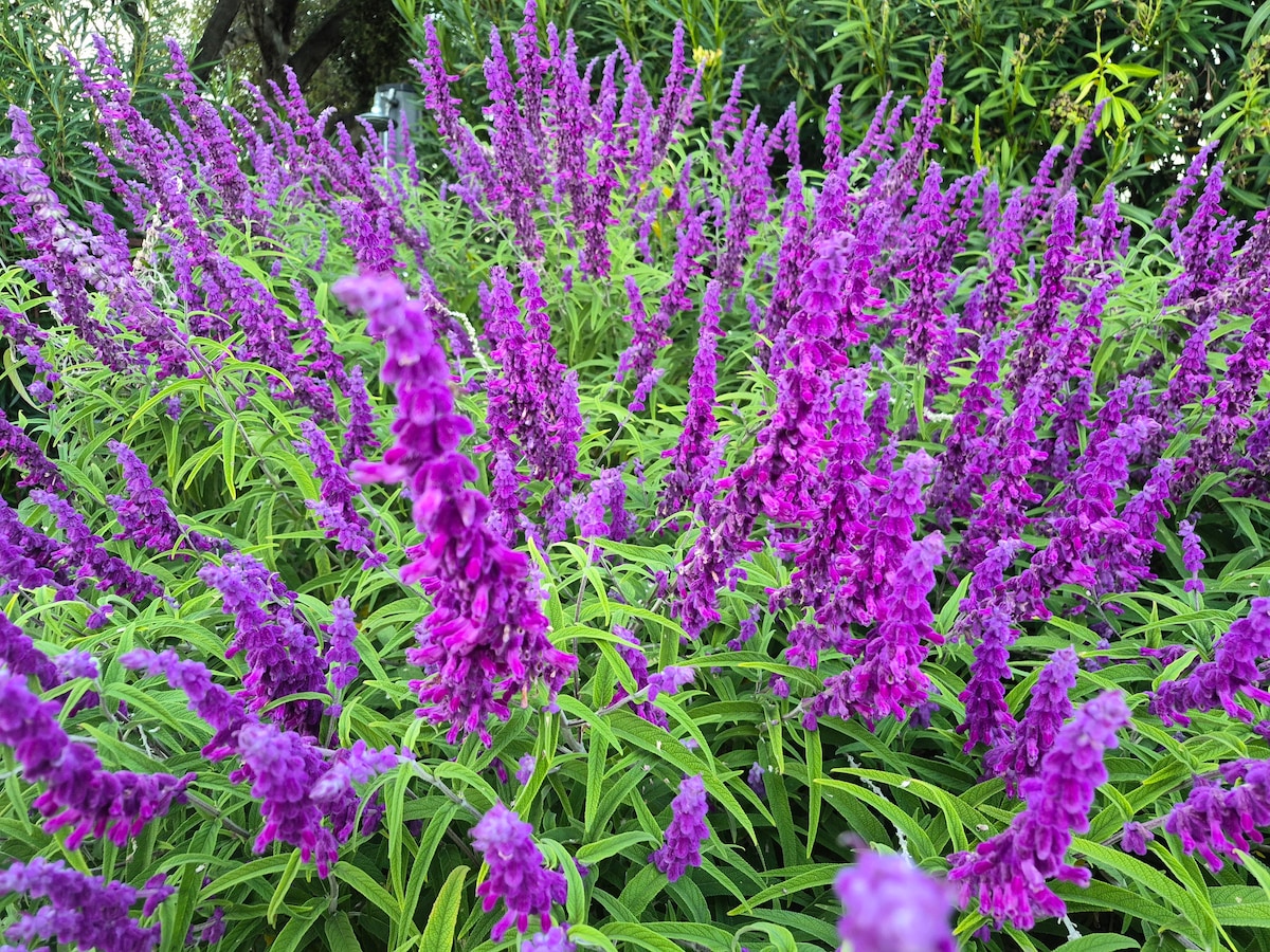 Discover native plants with a botany guide