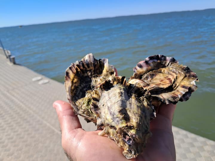 Discovering the Oyster World: Authentic