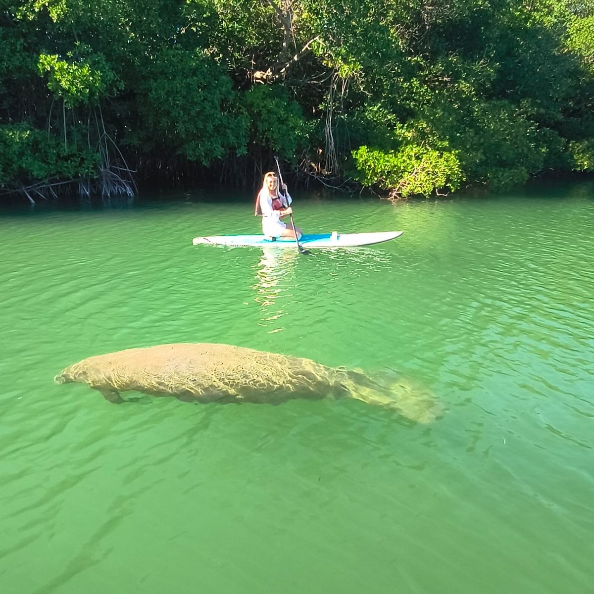Manatee Paddle in Biscayne Bay