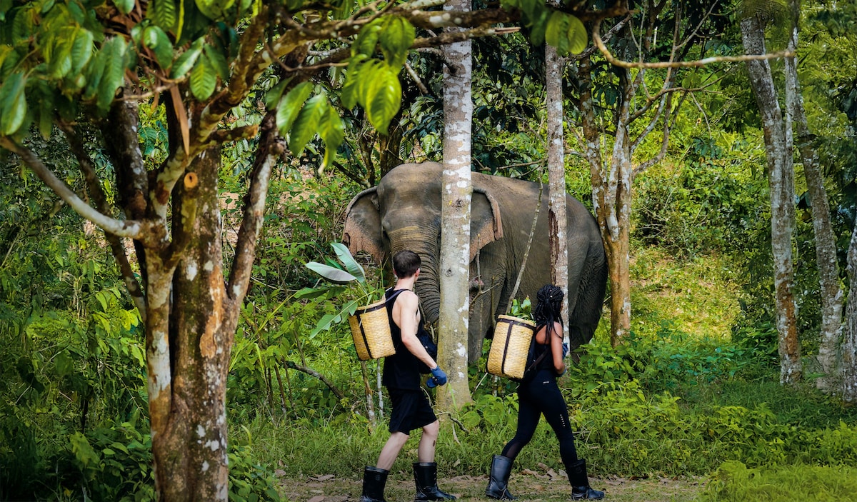 Observe rescued elephants from a canopy walkway