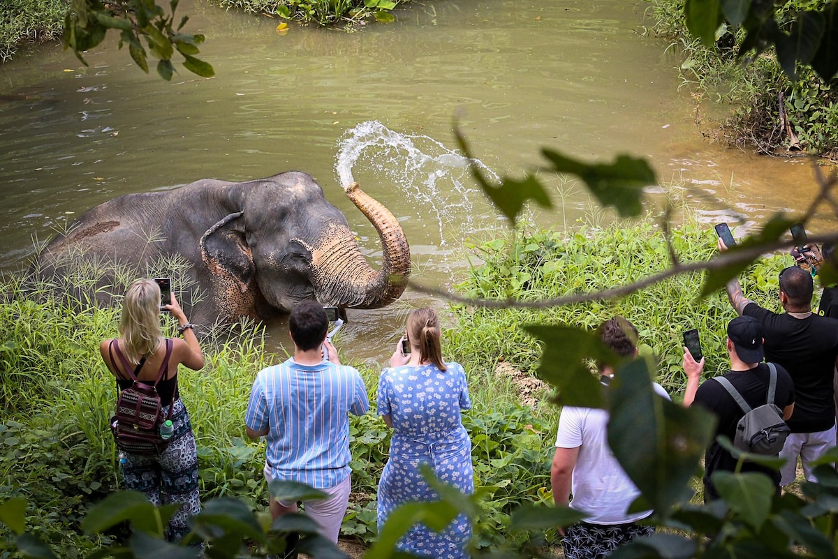 Volunteer at Phukets first elephant sanctuary
