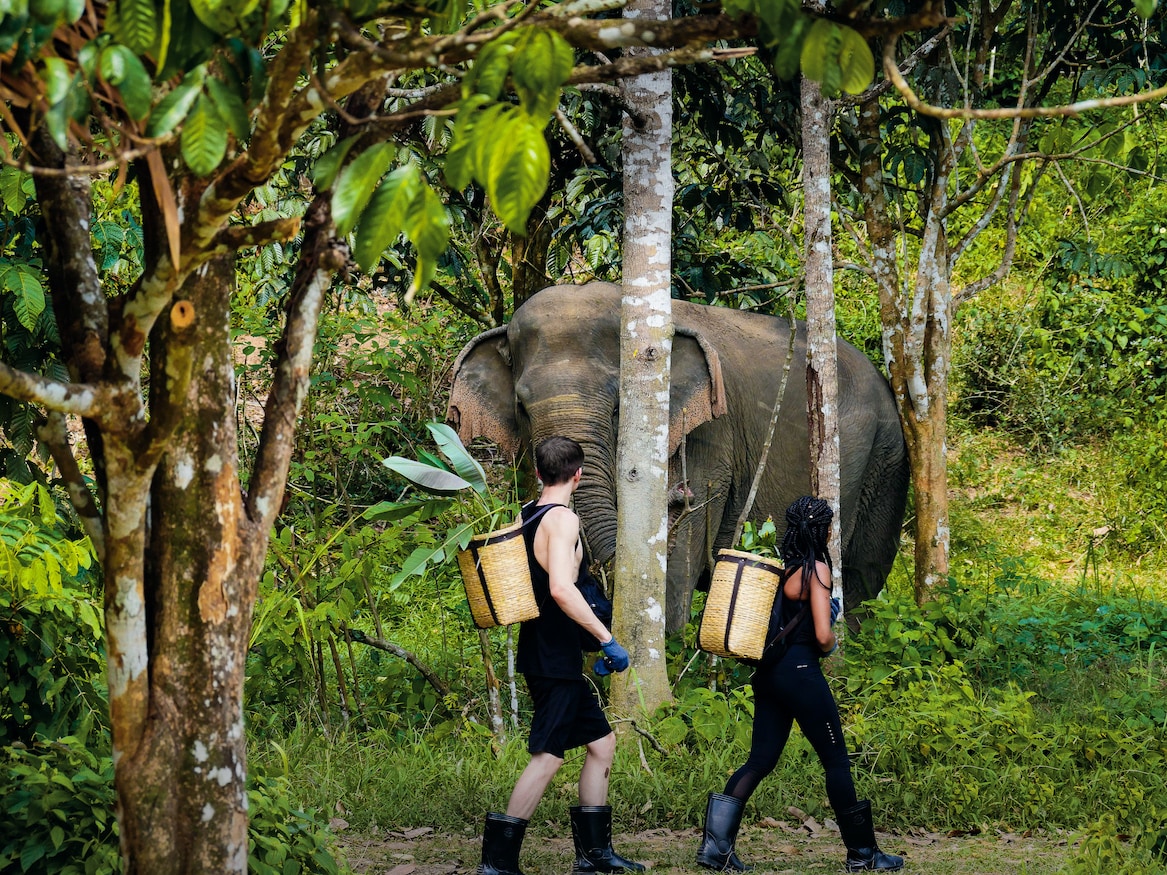 A full day at Phukets first elephant sanctuary