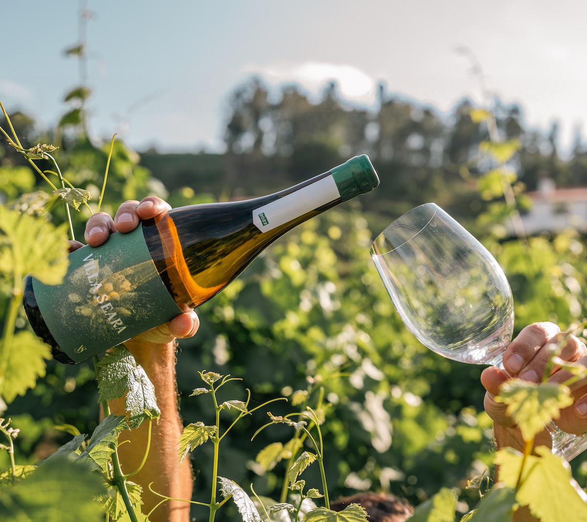 Taste authentic wines and visit our vineyards