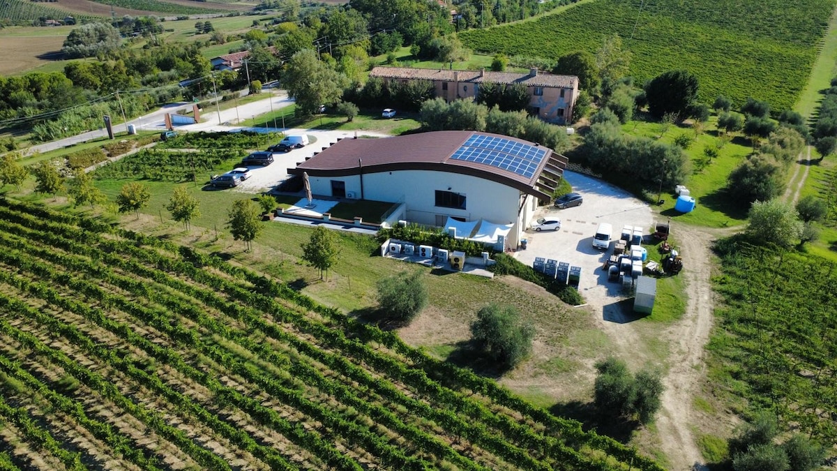 Visit to the vineyard and winery with wine tasting