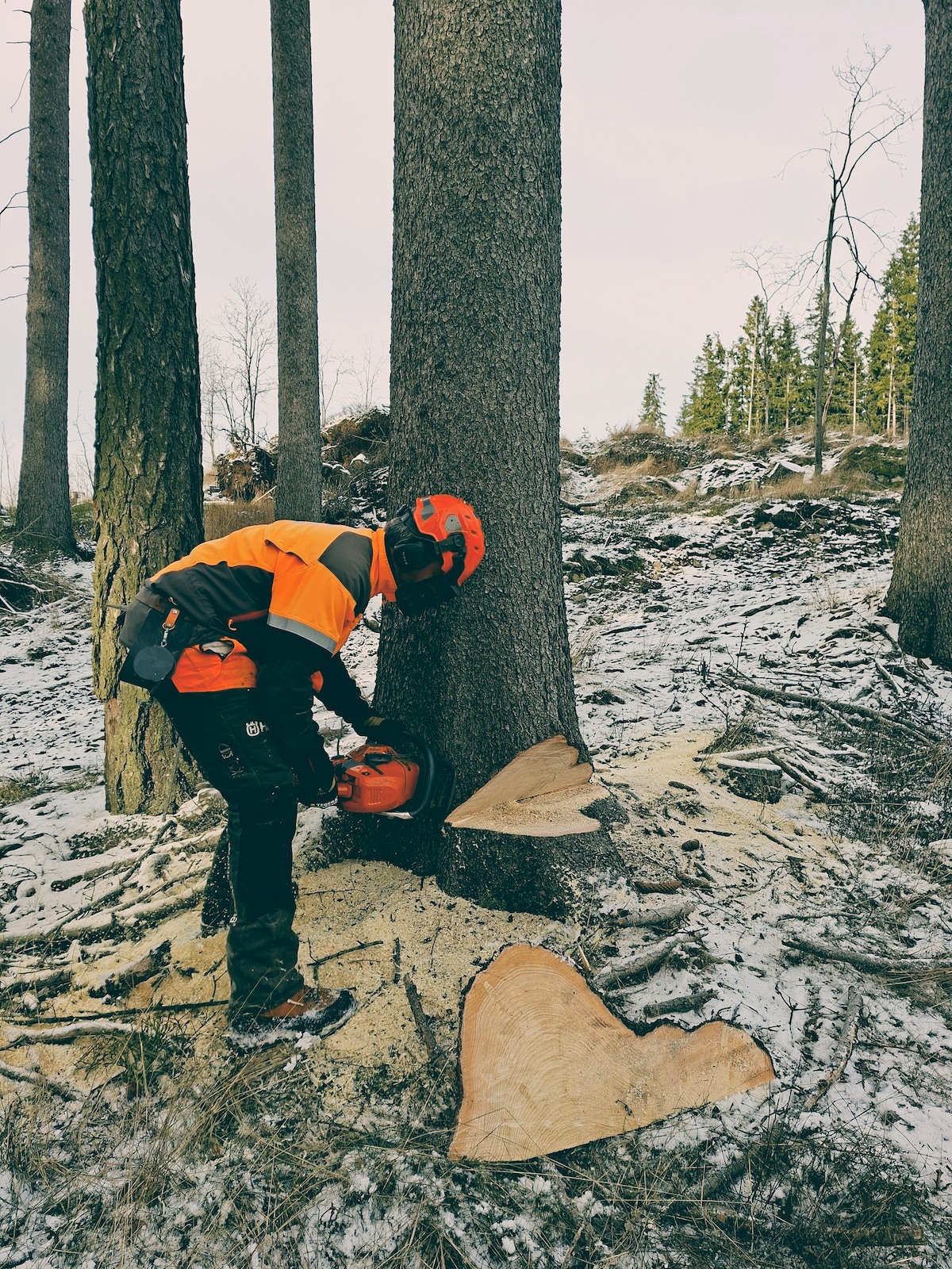 Lumberjack for a day