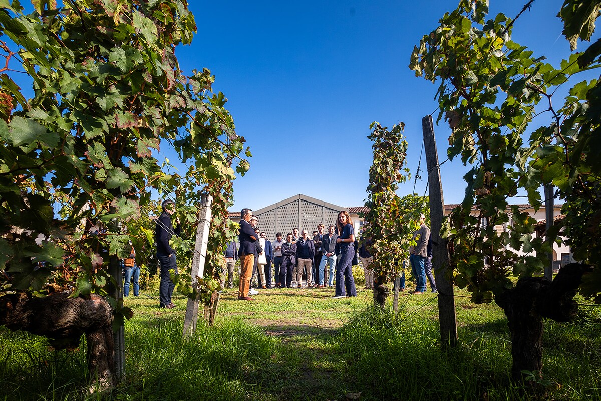 Vineyard tour and tasting of 3 wines