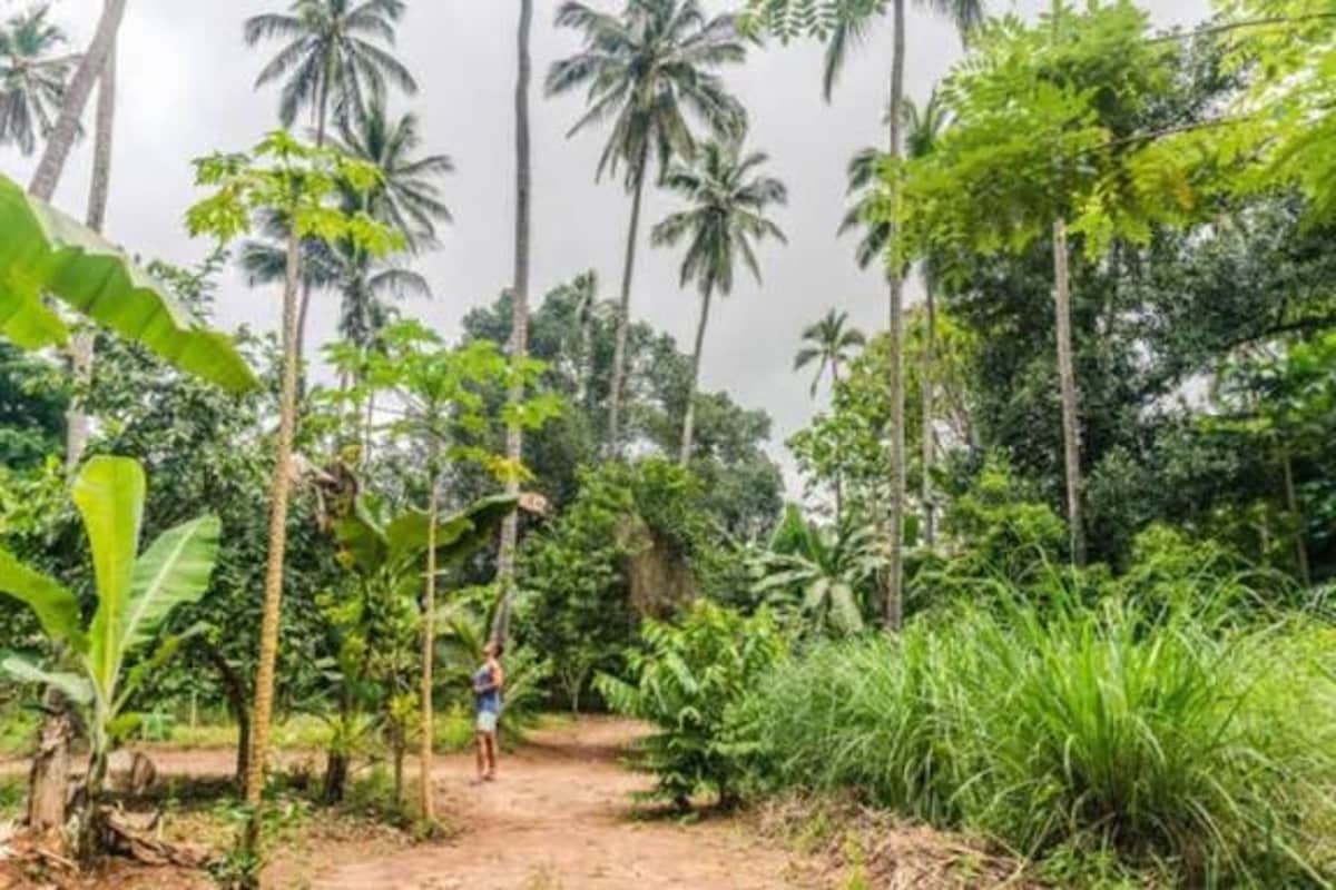 Walk a spice farm with an agriculturist