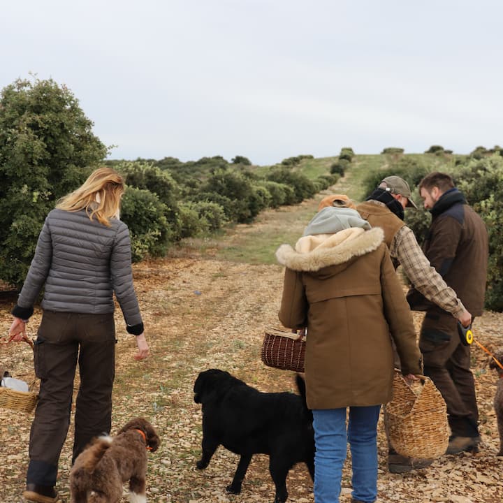 Търсене на черен трюфел Melano