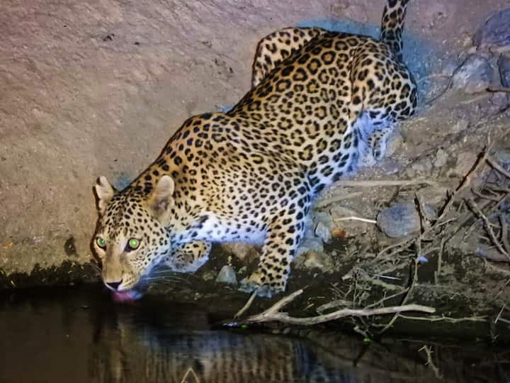 Observez des léopards dans la nature sauvage de Jawai