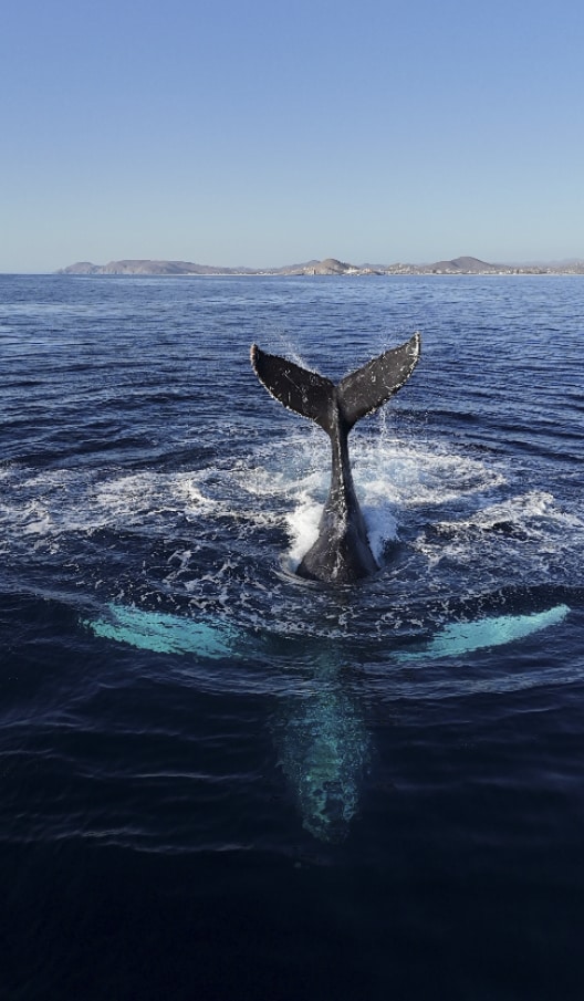 Whale Watching Hike with Drone Views, Todos Santos