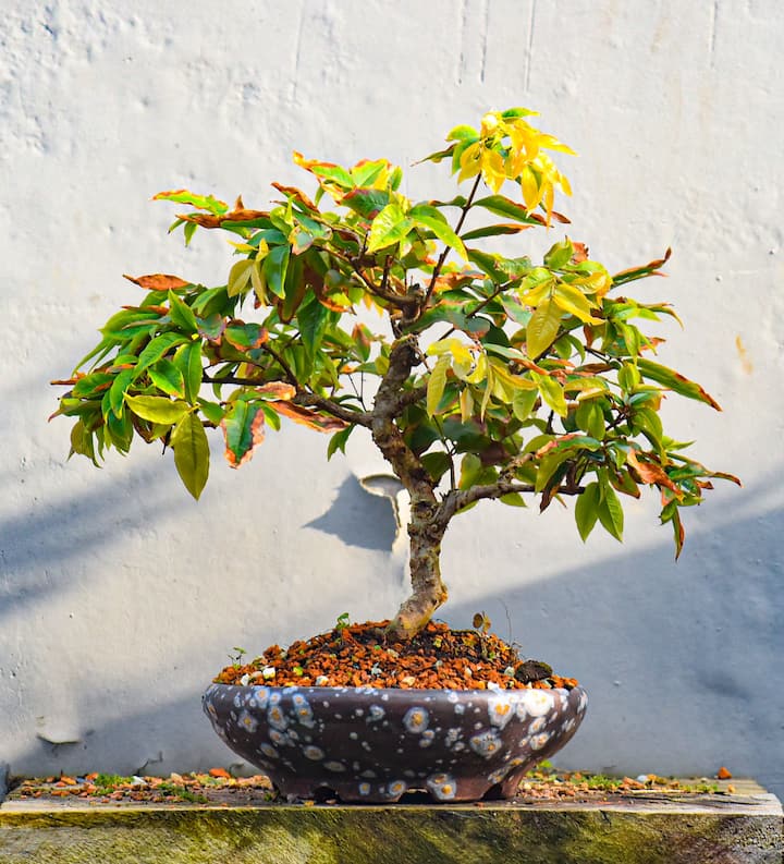 Experiencia bonsái, cerámica y naturaleza en Floripa