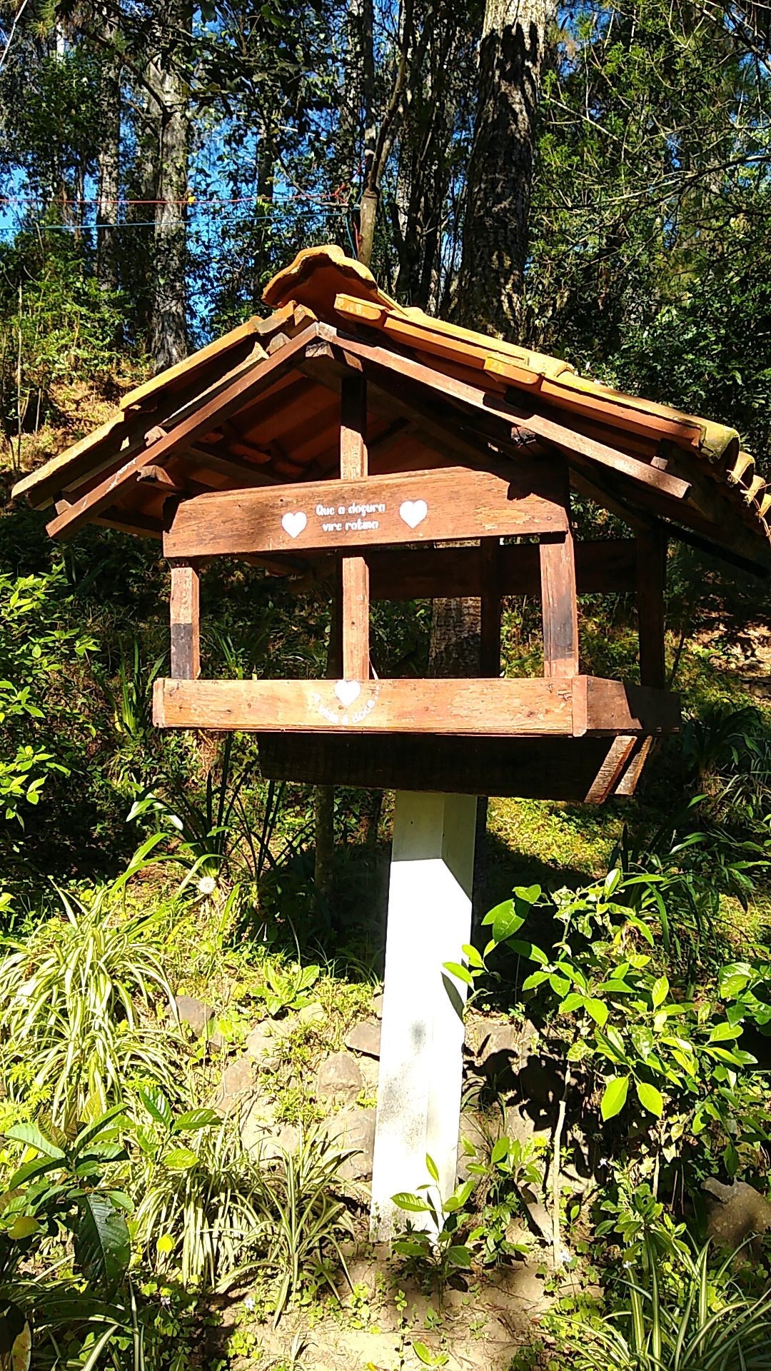 Nature - Forest bathing in the woods