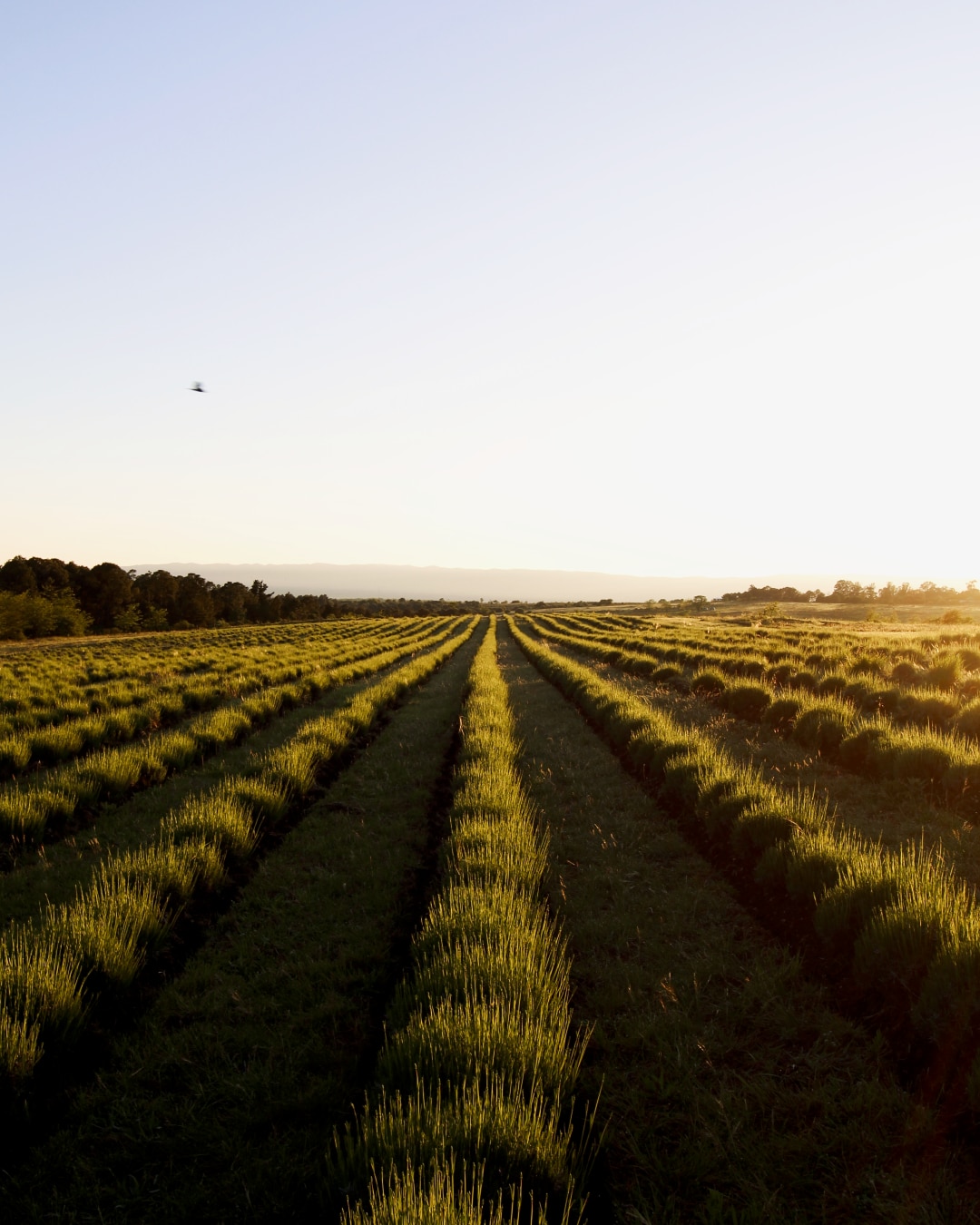 A true Lavanda experience