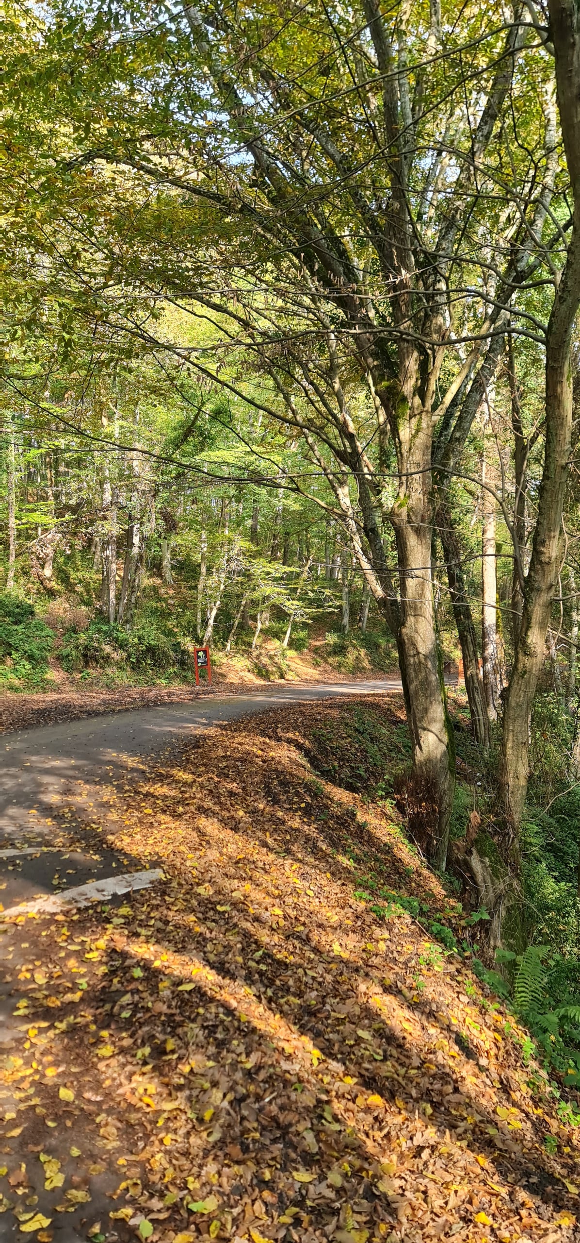 Belgrad Forest Hiking