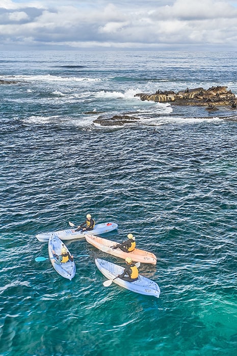 Paddle with seals Apollo bay