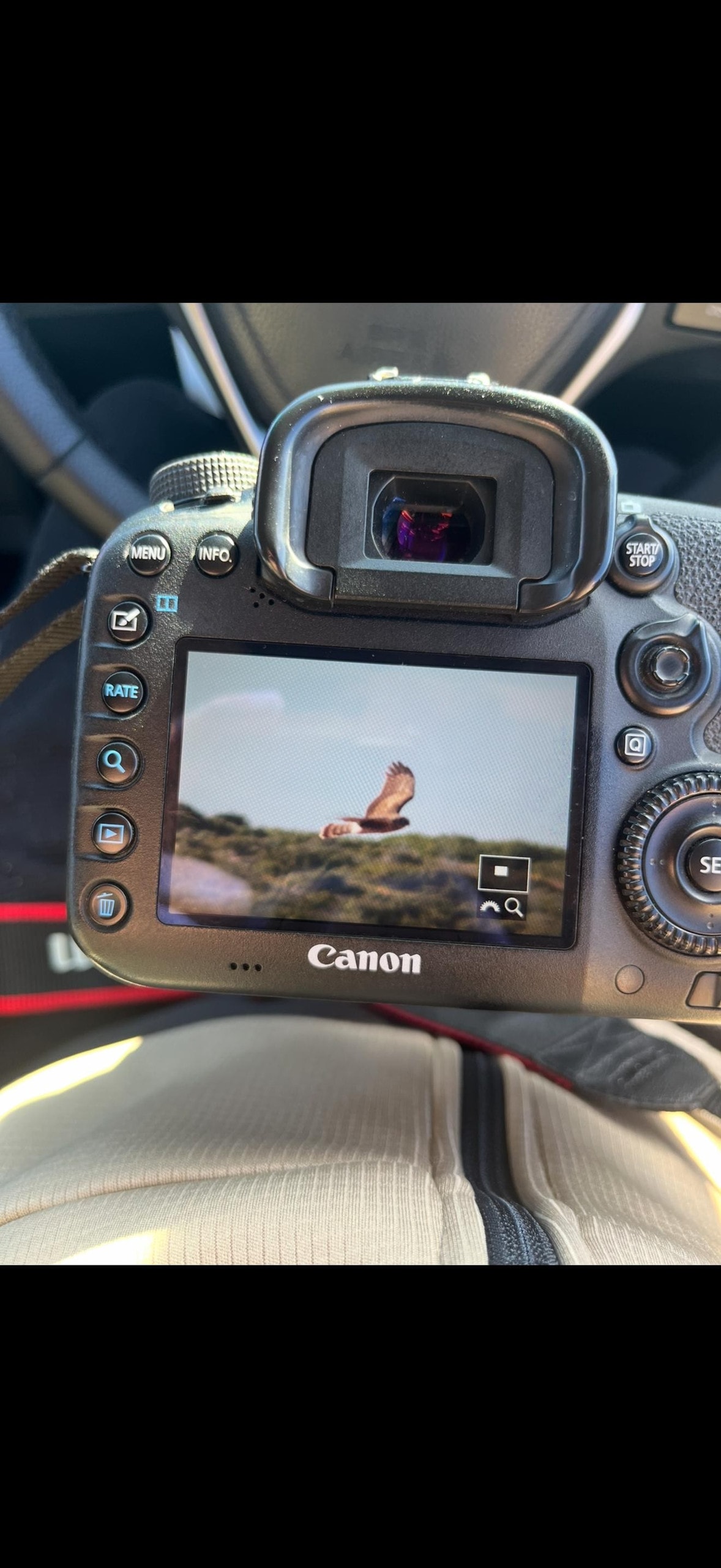 Birdwatching at Haspolat Wetlands