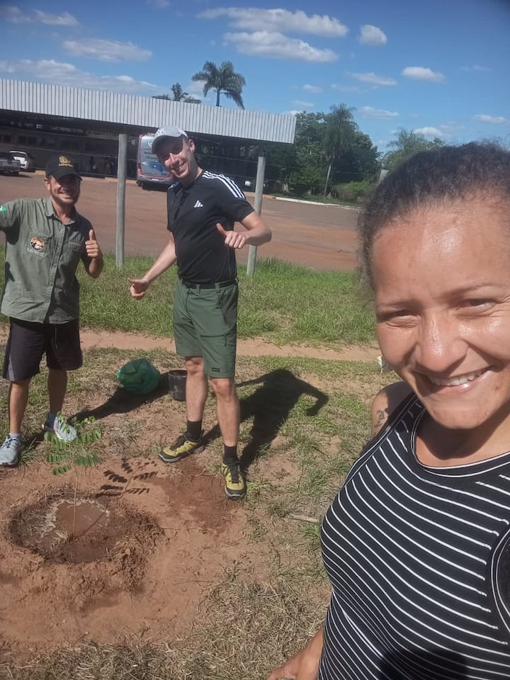 Istuta Pantanalis puu