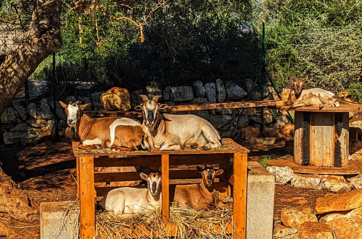 Goat Adventure in the heart of the Valle dItria