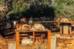 הרפתקת עיזים בלב ואלה ד'איטריה