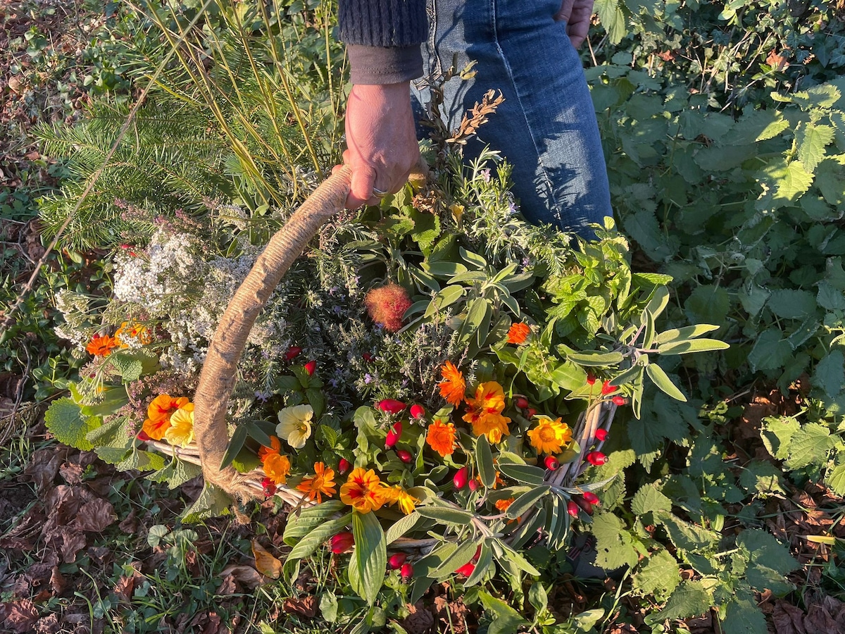 Wild Plant Walk and Cooking Workshop