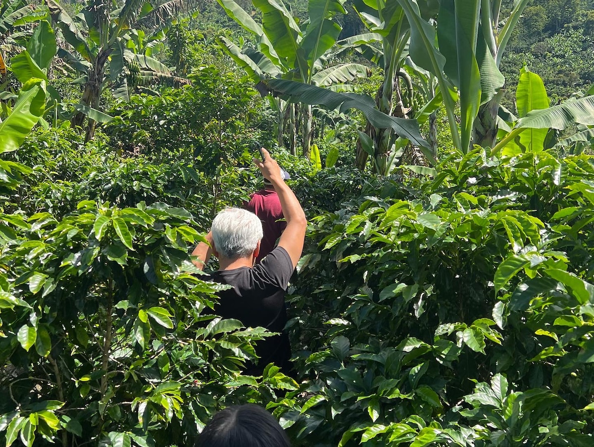 Coffee Roots: The Don Víctor Experience