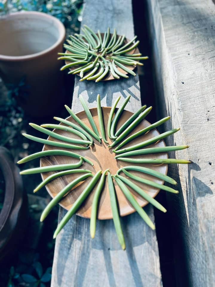 ვანილის ორგანული ფერმა და ნაყინის დეგუსტაცია