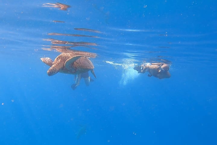 სნორკელინგი მზის ამოსვლისას და კუების დათვალიერება იახტიდან