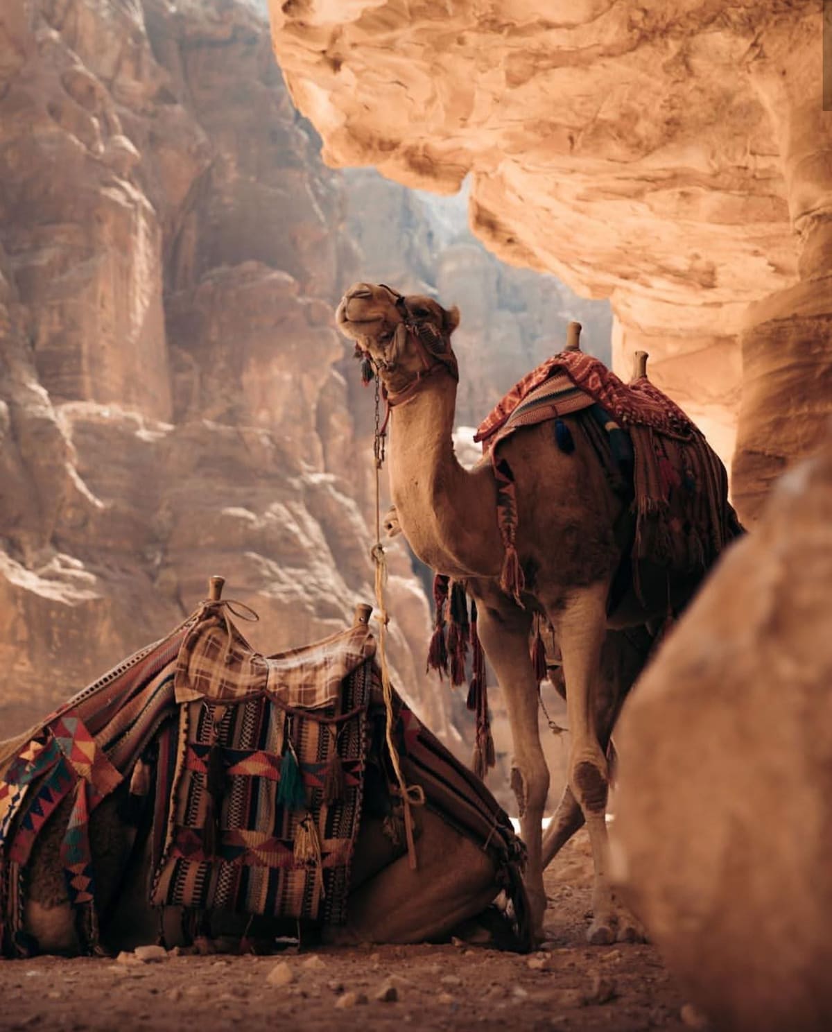 Discover the ancient ruins of Petra on a camel