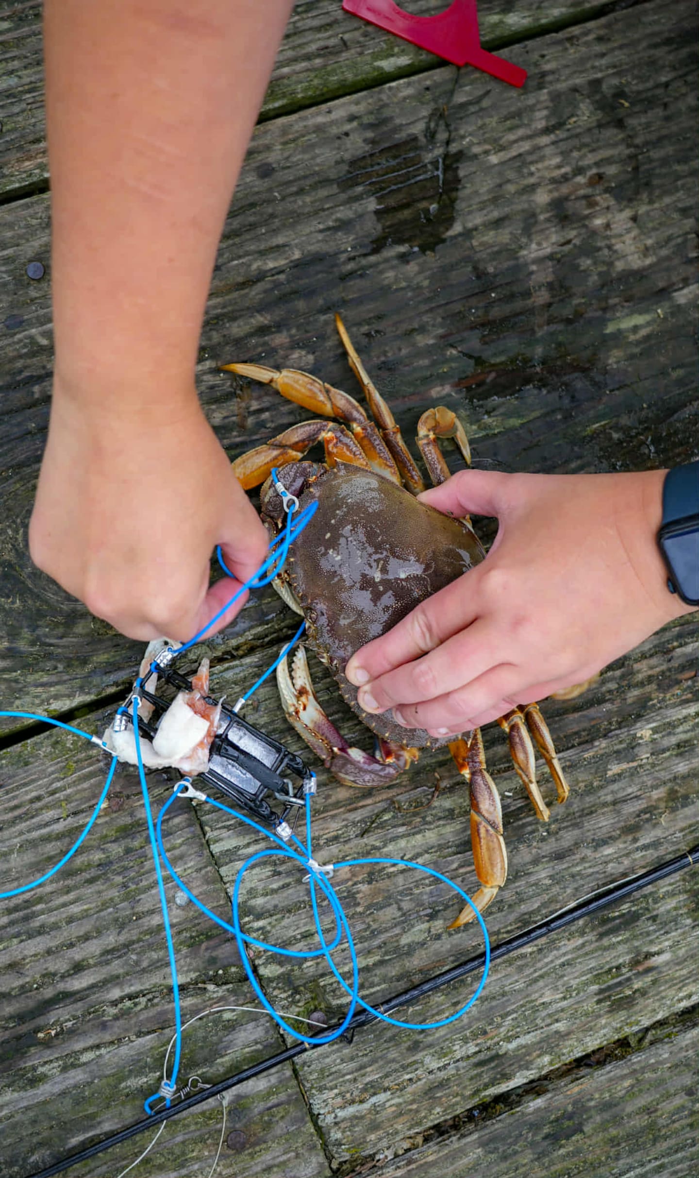crab fishing reels Ossian Large Hand Line Reel with 13m of Rope Booms Weight Bait Bag Safe This unique design allows the fly to land softly on the water and sink uniformly Catch & Cook Crabbing Experience